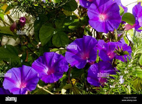Perennial morning glory, Ipomea indica Stock Photo - Alamy