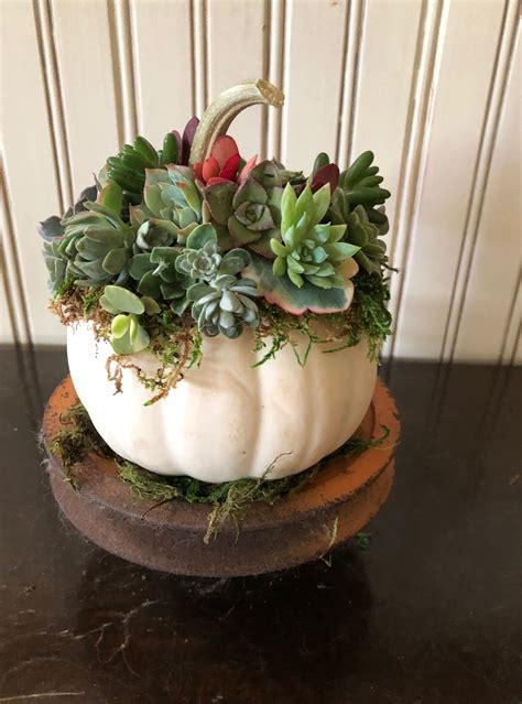 Succulent Pumpkin Succulent Pumpkin Succulents Garden Crafts