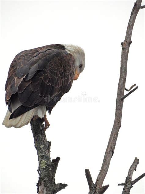 Bald Eagle On Tree Branch Looking Down At Lake Below Stock Photo