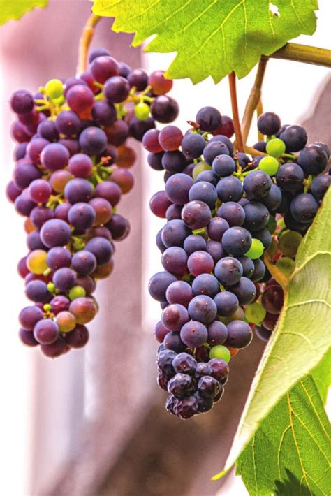 20 FUN Facts About Grapes That Will Amaze You!