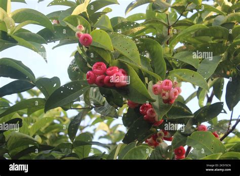 Fruit red guava tree fotografías e imágenes de alta resolución Alamy