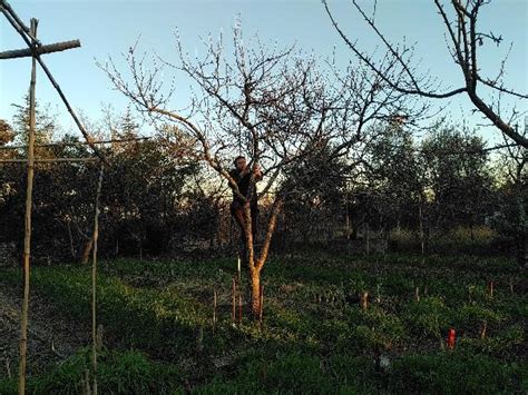 Comment Bien Tailler Ses Arbres Fruitiers Formation En Agro Cologie