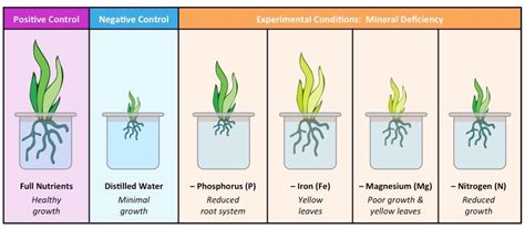 k.proshev: Минерални соли кај растенијата IX одд