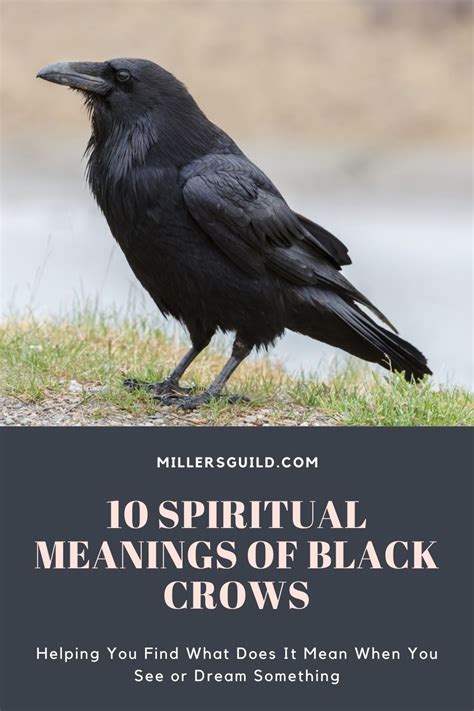 Spiritual Meanings Of Black Crows