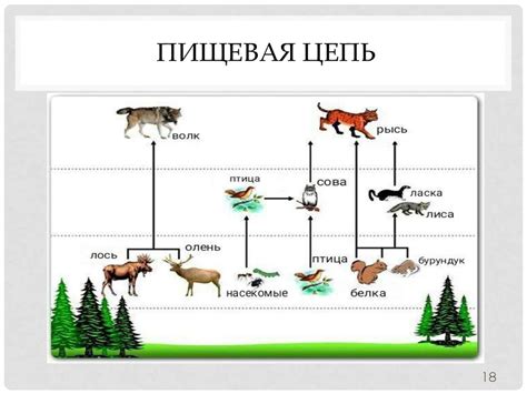 Хвойные леса - презентация онлайн