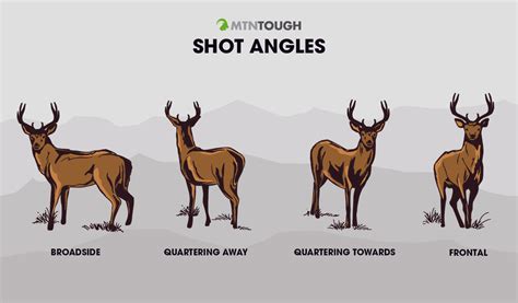The Best Deer Shot Placement From Any Angle Mtntough