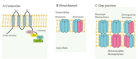 Structure Of Connexin43 Hemichannels And Gap Junctions A Cx43 Is