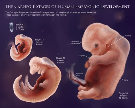 Human Embryo Development Stages