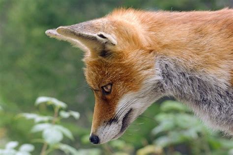 Comment reconnaître une attaque de renard monpoulailler