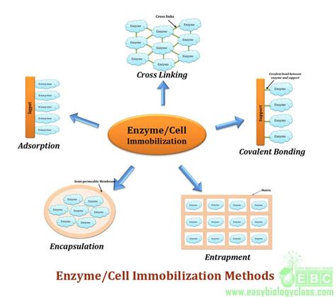 Enzyme immobilization methods | Enzymes, Method, Biology class