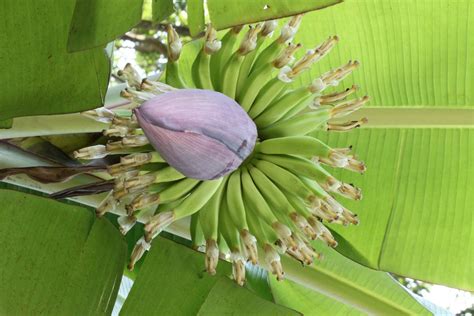 Banana Tree Flower Free Stock Photo - Public Domain Pictures