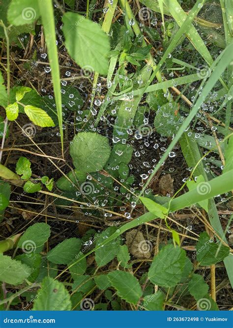 Triangle Spider Web with Water Drops Top View Stock Photo - Image of ...