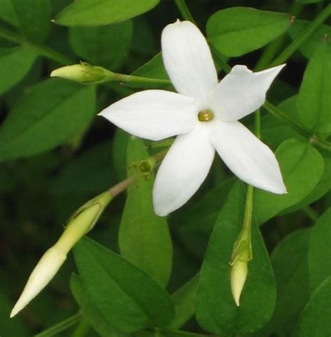 Jasminum Officinale at Billie Barker blog