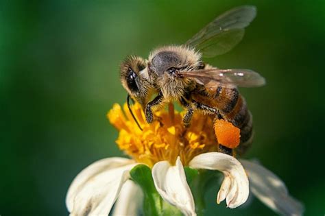 Abeja Caracter Sticas H Bitat Y Alimentaci N