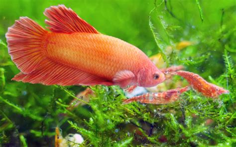 Betta Fish Lifespan How Long Do Bettas Live AquariumNexus