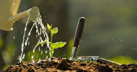 10 Ways To Conserve Water AND Grow Beautiful Gardens Farmers Almanac