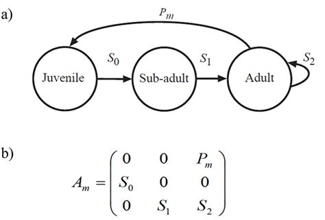 Population Model Structure A And Transition Matrix B Used To Model