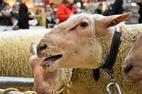 Salon de l Agriculture Un éleveur de Côte d Or grand gagnant du