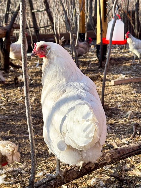 Whiting True Blue {A Flock Must Have!} | Boreal Bloom Homestead