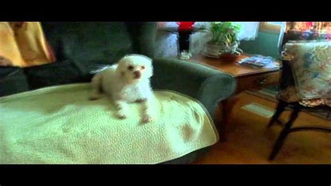 Dogs Go Crazy After Bath Youtube