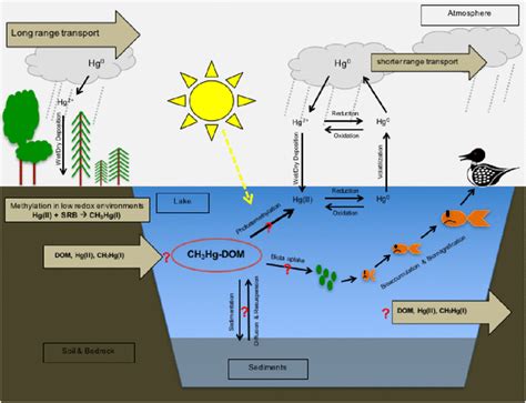 Methylmercury Biogeochemistry In Freshwater Ecosystems A Review