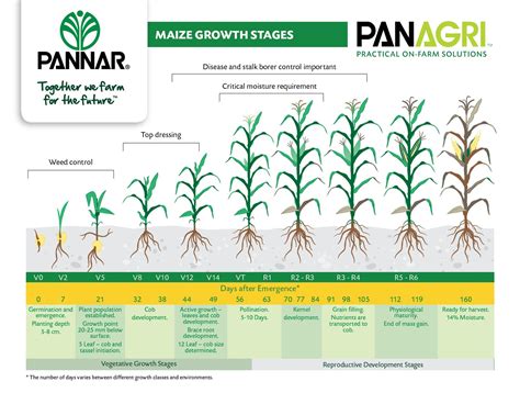 Corn Growth Stages Of V Images, Photos | Mungfali