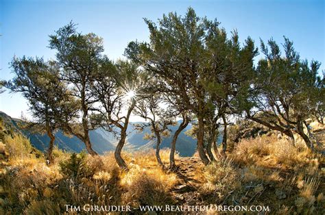 Mountain Mahogany Native To Utah Nitrogen Fixing Plants Landscape