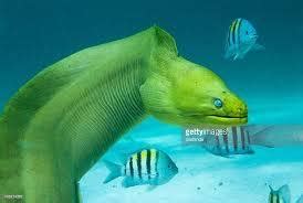 The Green Nude Eel R Funny