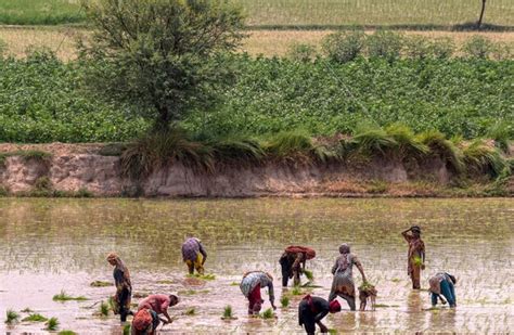 Premium Photo Pakistani Women Planting Rice Rice Crop In Pakistan