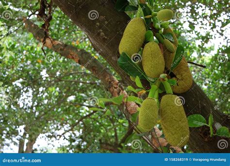 Jackfruit Trees Produced Many Yellow Jackfruit Stock Image Image Of