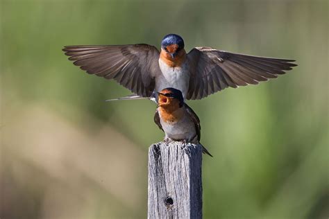 Hirondelle France Animaux Et Oiseaux Hirondelle Animales