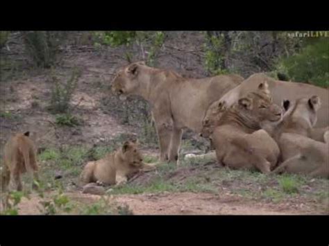 Safari Live The Nkuhuma Pride As Seen On Drive This Afternoon