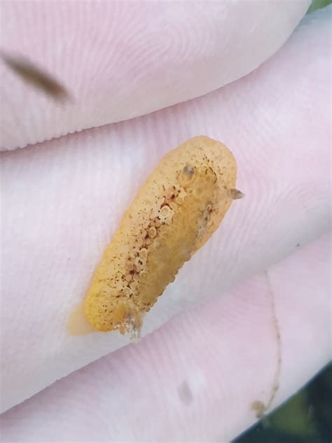 Carminodoris Nodulosa From Eastbourne Ave Near Burrows Park Clovelly