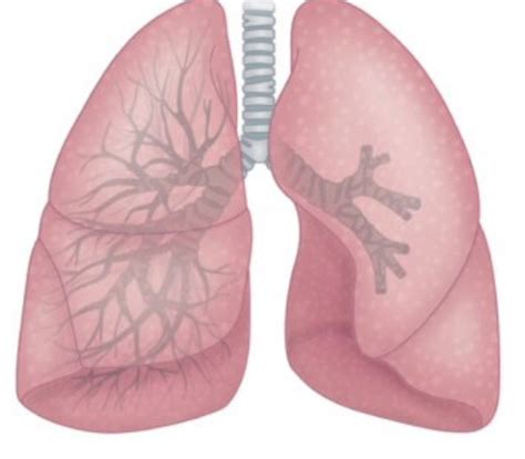 Lobes Of The Lungs Diagram Quizlet