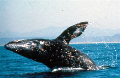 Gray Whale Stuck in Northern California River | IBTimes