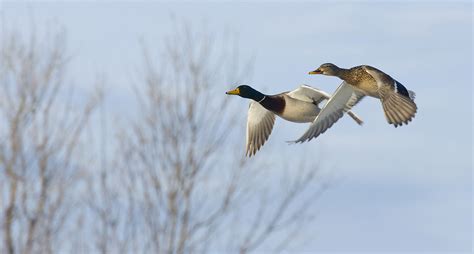 Duck Hunting Gear | Duck Hunting Techniques | Waterfowl Hunting Guns, Decoys, and Accessories ...