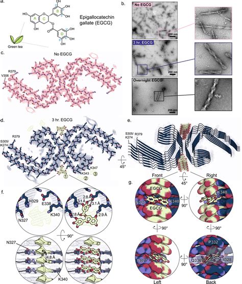 CryoEM Structure Of AD Tau PHF In Complex With EGCG A Epigallocatechin