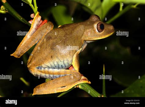 The Map Treefrog Hypsiboas Geographicus In The Peruvian Amazon