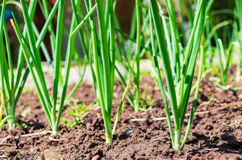 Hojas De Cebolla Verde El Follaje Suculento De La Planta En La Granja