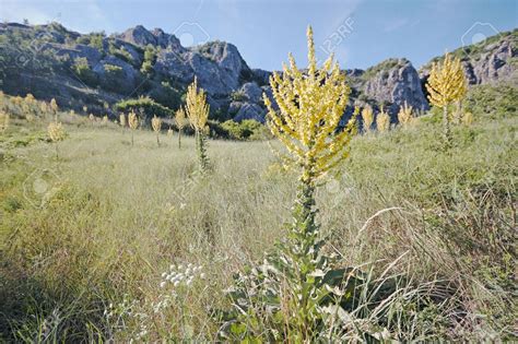 Descubre La Belleza Olvidada El Paisaje De La Verbascum En Carpolog A