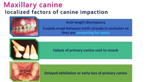 Maxillary canine