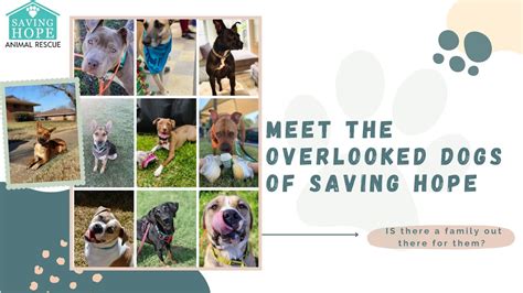 Meet The Overlooked Dogs Of Saving Hope Animal Rescue Youtube