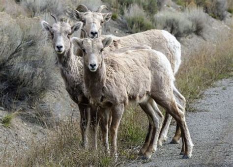 Borrego Cimarr N Caracter Sticas H Bitat Alimentaci N Extinci N