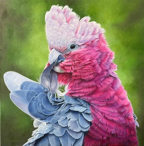 Pretty Boy Pink And Grey Galah Painted In Oils By Australian Bird