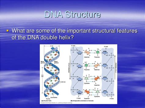 Ppt Dna Chromosomes And The Nucleus Powerpoint Presentation Free