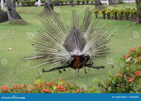 Scary peacock stock image. Image of tourism, peacock - 192619605