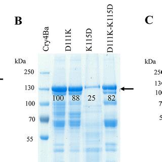 Sds Page Analysis Of The Cry Ba Wild Type And Mutant Proteins Produced