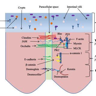 Schematic Diagram Of Intestinal Epithelial Intercellular Junction