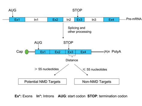 The Mammalian Nonsense Mediated Mrna Decay Nmd Rule Stop Codons