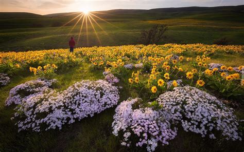 Floksy I Balsamorhiza Na Ce